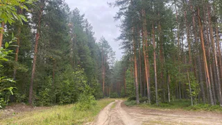 В Коми с начала года спасли 11 человек, заблудившихся в лесах