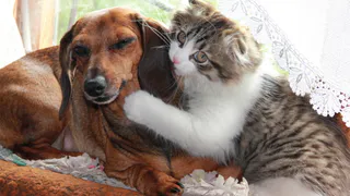 Зоомагазины Нижнекамска начали работать с доставкой на дом