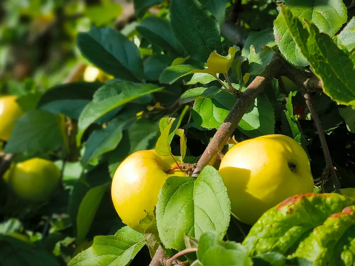 100 гр. на 1 литр — и гнилых яблок больше не наблюдаю: вот чем нужно опрыскать яблони в сентябре — секретный эликсир