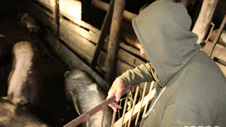 В 7 районах Рязанской области у людей отберут свиней