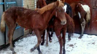 Рязанка спасла жеребенка от бойни