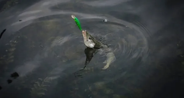 Рыбалка в "Притяжении": осенью в Магнитогорске пройдет рыболовный турнир