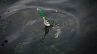 Рыбалка в "Притяжении": осенью в Магнитогорске пройдет рыболовный турнир