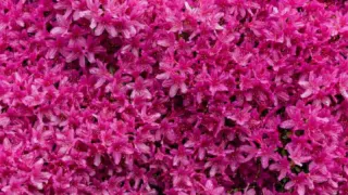 Пышный ковер из цветов: этот многолетник любят абсолютно все дачники