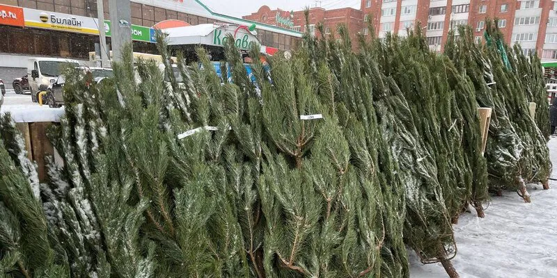 Взлет цен на новогодние елки в Пензе вызвал недоумение жителей
