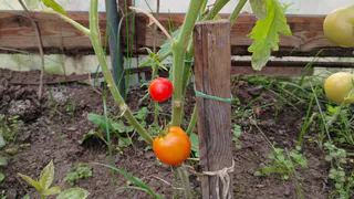 Эти 5 томатов боготворят все дачники - но так ли они хороши на самом деле? Посадила каждый и теперь честно рассказываю