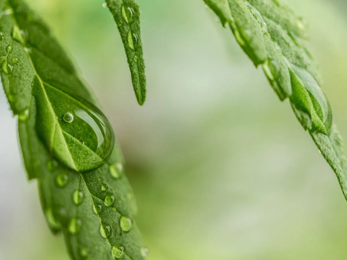 В Челябинской области уничтожено 200 «квадратов» дикорастущей конопли