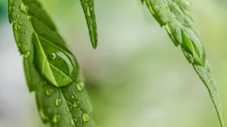 В Челябинской области уничтожено 200 «квадратов» дикорастущей конопли