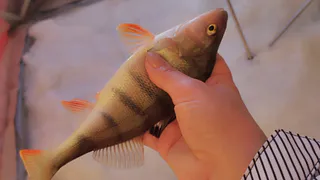 Ученые назвали самую полезную рыбу — не тунец, не палтус и в несколько раз полезнее семги