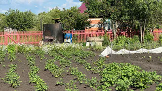 Раньше не верил, что с 1 сотки реально собрать 3 тонны картошки: узнал «особые» деревенские подкормки - теперь собираю урожай еще больше