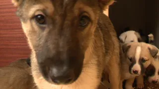 Счастливое завершение истории: всем 24 щенкам, найденным в лесу под Рязанью, нашли новых хозяев