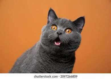 Котов стали отправлять за решетку