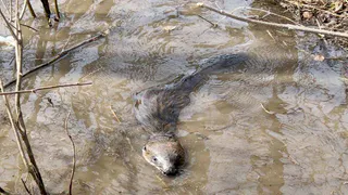 В Новомичуринске ученики школы помогли спасти маленького бобра