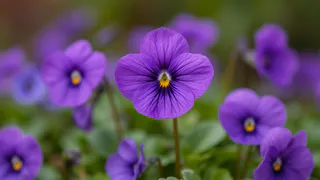 Для пышного цветения фиалке — обязательно: 1 гр. на литр воды — и шапки объемнее облаков