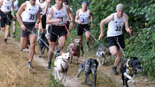 Во Владимирской области пройдёт турнир по ездовому спорту