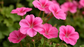 Для цветения герани — обязательно: 1 щепотка в воду — и бутоны начнут расти как ужаленные