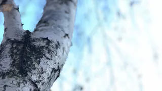 В среду в Рязани немного потеплеет и возможен снег