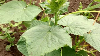 Огурцы дуреют от такой подкормки: проверенный временем рецепт – урожай как в промышленных теплицах