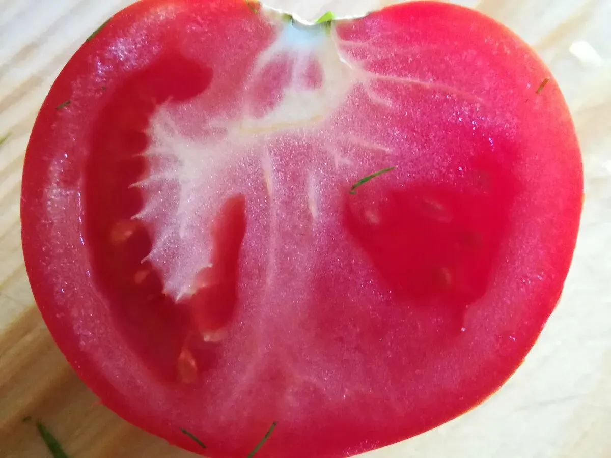 Белые жилы в помидорах: почему ваш урожай становится «резиновым» и как это исправить