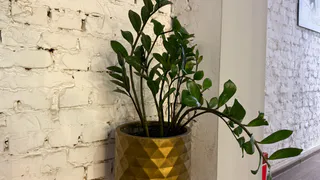 Замиокулькас годами не выпускает новые листья и выглядит «замершим» — вот главные ошибки в уходе, о которых мало кто знает