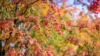 Осень настала: 26 сентября в Нижнекамске будет прохладно