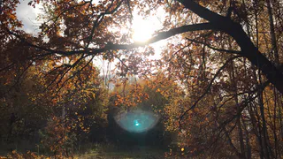 4 ноября в Рязанской области ожидается туман, порывистый ветер и до +10