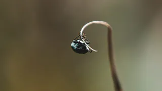 Нашествие жуков в районе Усинска