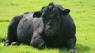 Поднял на рога: в Рыбновском районе бык убил мужчину