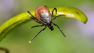 Клещи будут обходить ваш участок за километр: соседи по даче подсказали действенный способ борьбы с ними