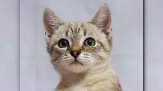 Дай лапку: Кнопка, Юджин и Тишка в поисках хозяев