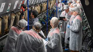 Во Владимиро-Суздальском Ополье проходит соревнование за звание лучшего дояра страны