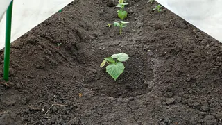 Огурцы цветут — пора начинать: лью под кусты этот эликсир — от количества зеленцов плети гнутся до земли