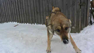 "Кораблинский стрелок" успел застрелить собаку и первым открыл огонь по полицейским - новые подробности перестрелки