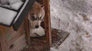 В садоводческом товариществе под Ухтой из-за лая собаки поругались дачники