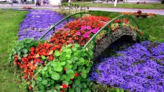 Озеленение: мэрия определилась с темой цветочного оформления Рязани