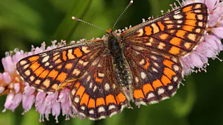 Крылатые редкости Коми: учёные приглашают на фотоохоту за бабочками-гигантами