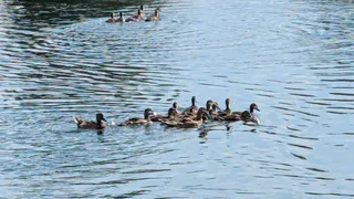 Сезон завершен: на водоемы области выпустили финальную партию молодняка уток