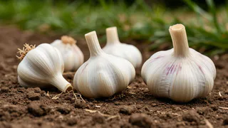 До 16 июня чесноку — непременно: 40 мл в воду — и головки вырастут размером с арбуз, крупными, ядреными и сочными