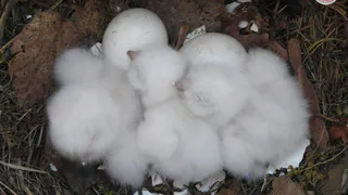 В Чувашии обнаружили и запечатлели птенцов редкой совы, включенной в Красную книгу