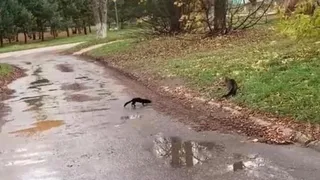 В Новомичуринске Рязанской области на улице увидели норку