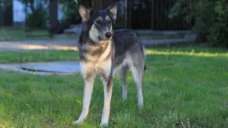 Дай лапку: Хвостик, Зола и Альма в поисках хозяев