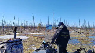 В Коми фотоловушки «Дзервада» запечатлели не только оленей