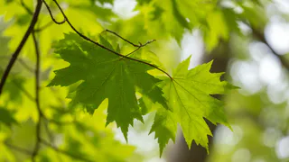 Растение-агрессор: эти деревья истощают почву на дачном участке — настоящие паразиты для огорода