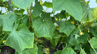 Перемешиваю йод и молоко: «угощаю» огурцы эти в июле – пожелтевших листьев не будет, а плодов соберёте море