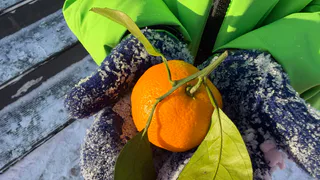 "Оставлю гнить на ветке, но в Россию не отдам": хозяин мандариновых плантаций в Абхазии рассказал, почему так делает