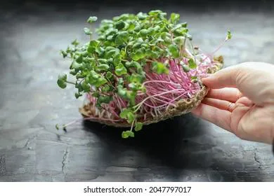 Выращиваем микрозелень своими руками