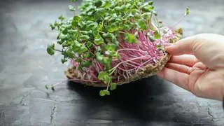 Выращиваем микрозелень своими руками