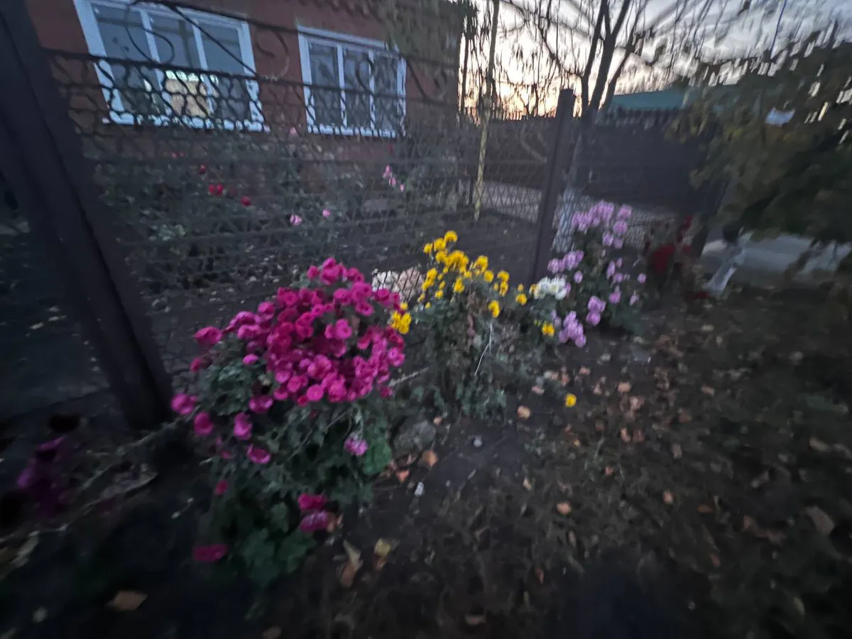 Посадите 1 раз — и забудьте на век: куст, который растёт 100 лет и цветёт коронами гигантов