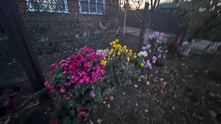 Посадите 1 раз — и забудьте на век: куст, который растёт 100 лет и цветёт коронами гигантов