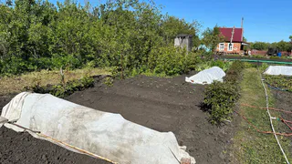 В Европе давно отказались, а россияне все еще едят: этот вкусный овощ убивает ваши почки